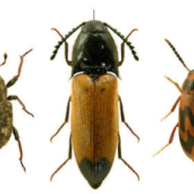 Photographies de trois espèces contactées sur la réserve : Bagous collignensis (Herbst , 1797) / Ampedus elegantulus (Schönherr, 1817) / Abdera flexuosa (Paykull, 1799) 