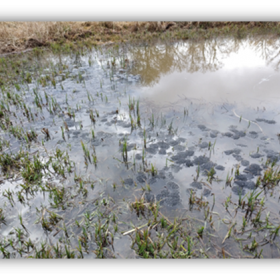 Pontes de Grenouilles rousses sur la mare de queue d'étang
